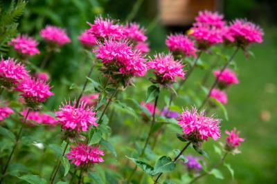 monarda roze