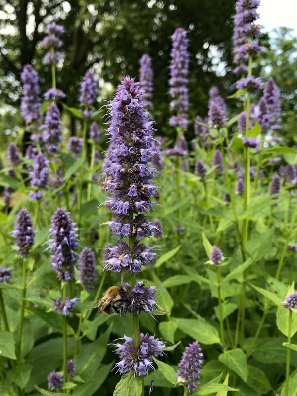 Agastache met bij