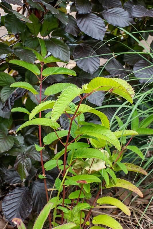 Sanguisorba Blackthorn