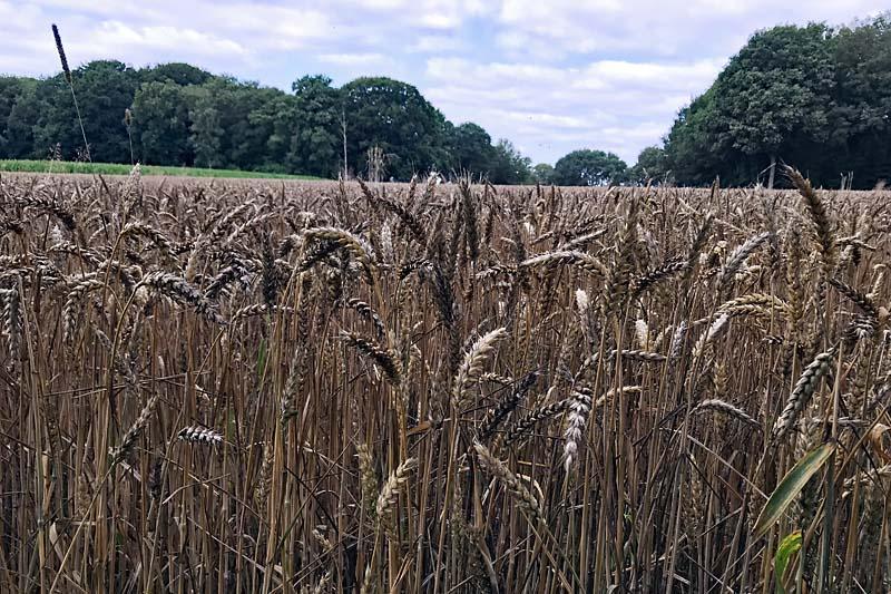 Korenveld