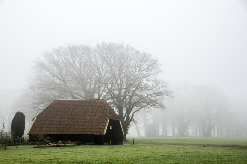 Oele bij de bocht met eiken mist