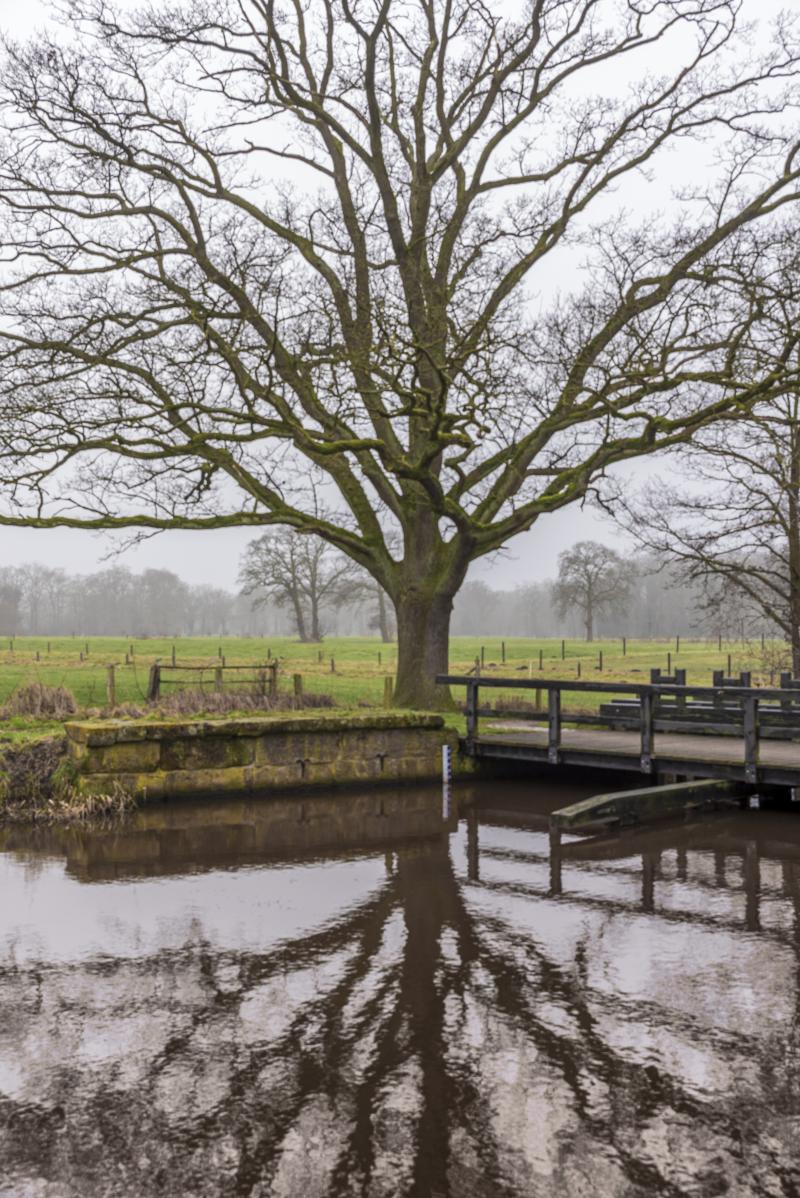 boom bij oeler molen