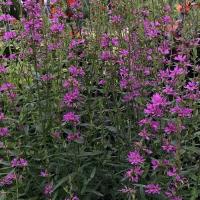 Lythrum dropmore purple