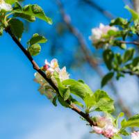 Alkmene bloeiend