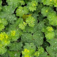 Alchemilla met druppels