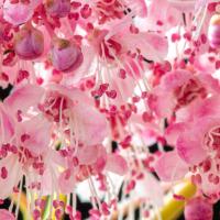 filipendula-bloem-detail