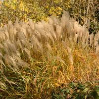 mischanthus herfst