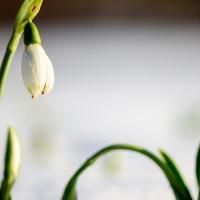 sneeuwklokje in de sneeuw