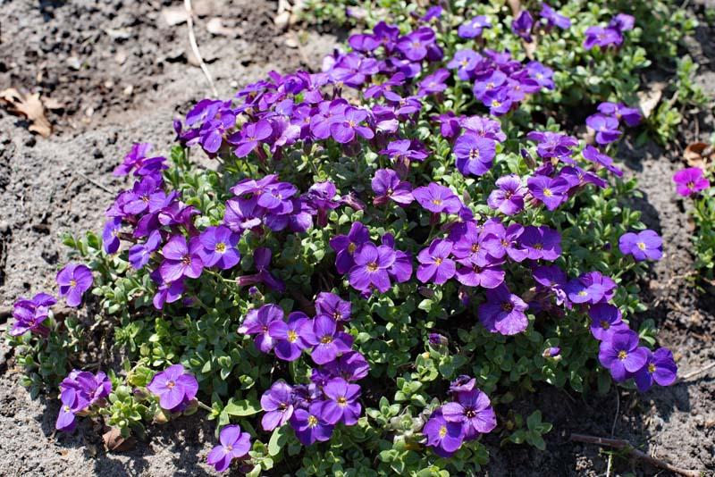 Aubrieta in de tuin