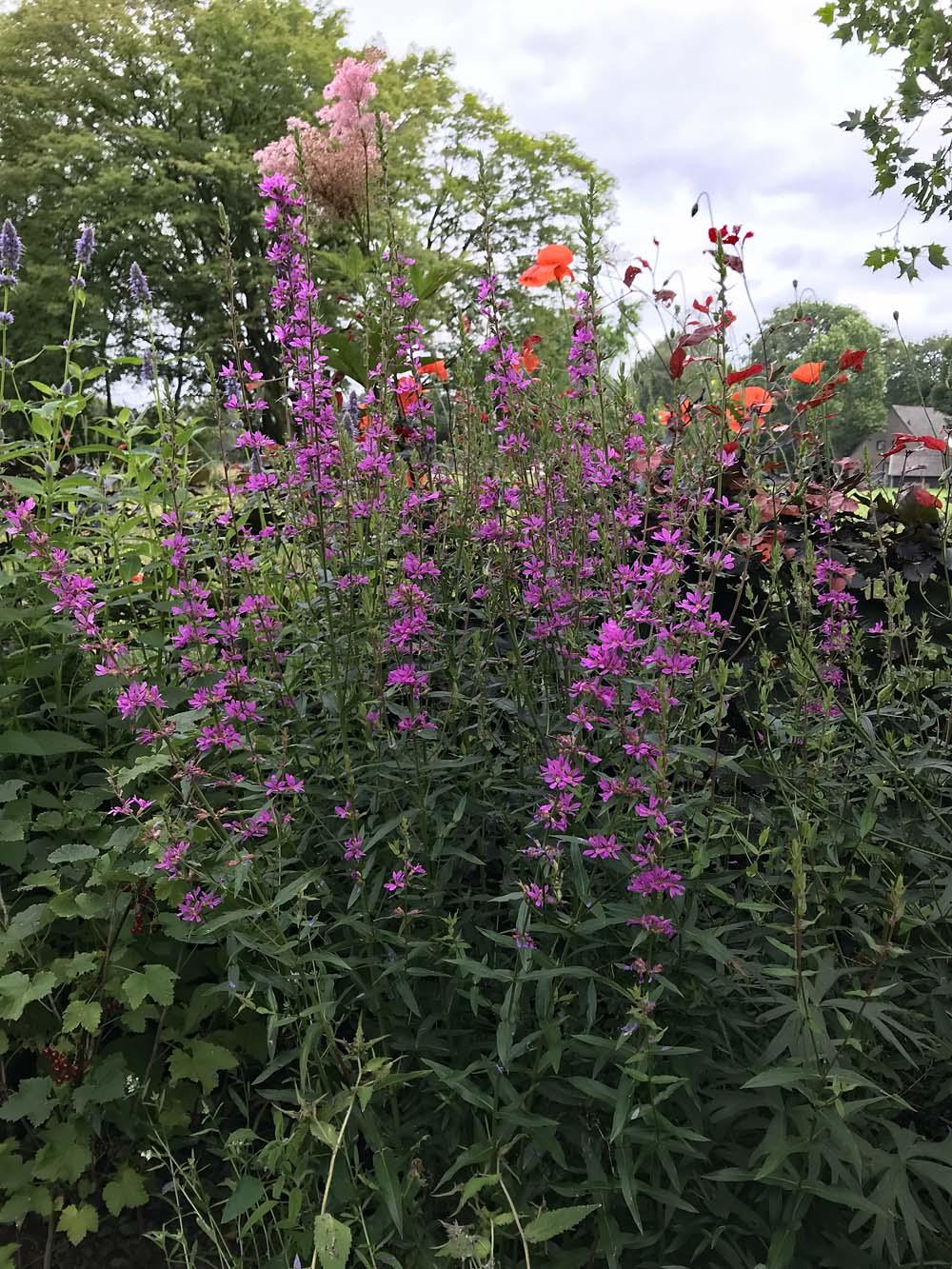 Lythrum dropmore purple