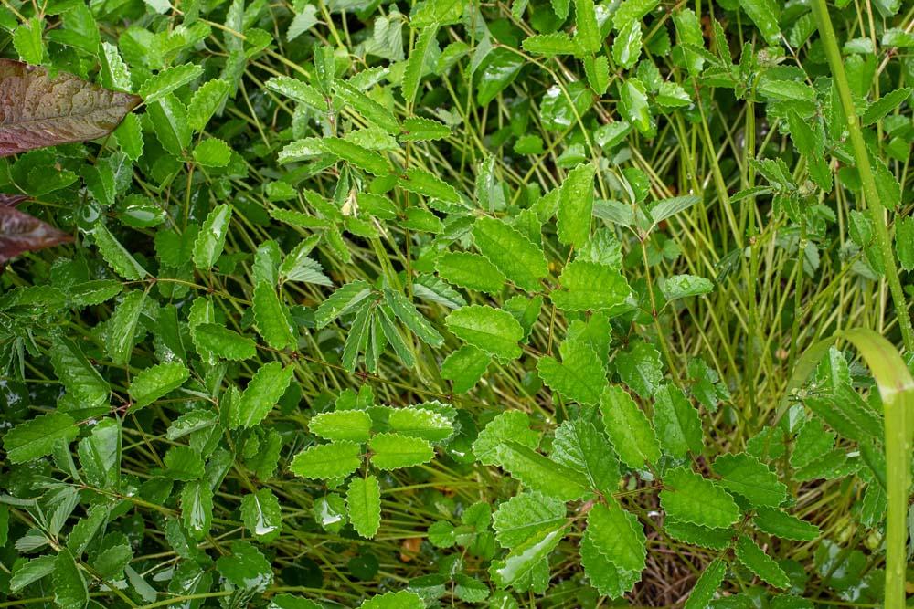 Sanguisorba klein