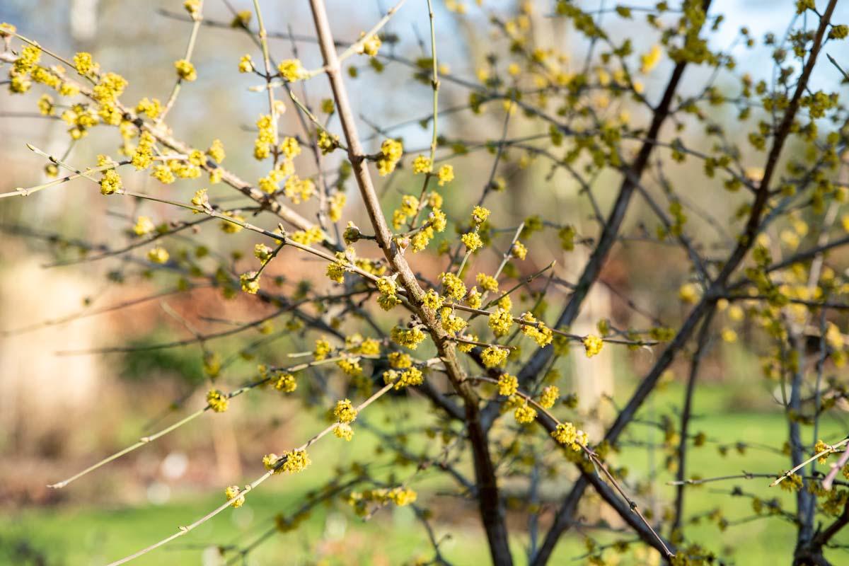 Cornus mas