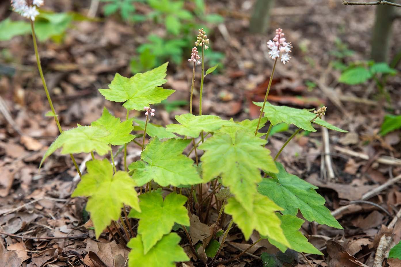 tiarella wherryi begint te bloeien