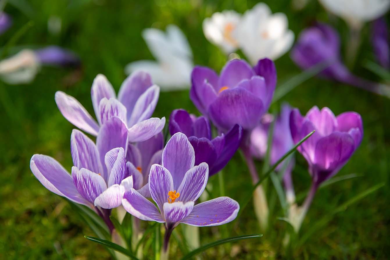 Krokus paars dichtbij