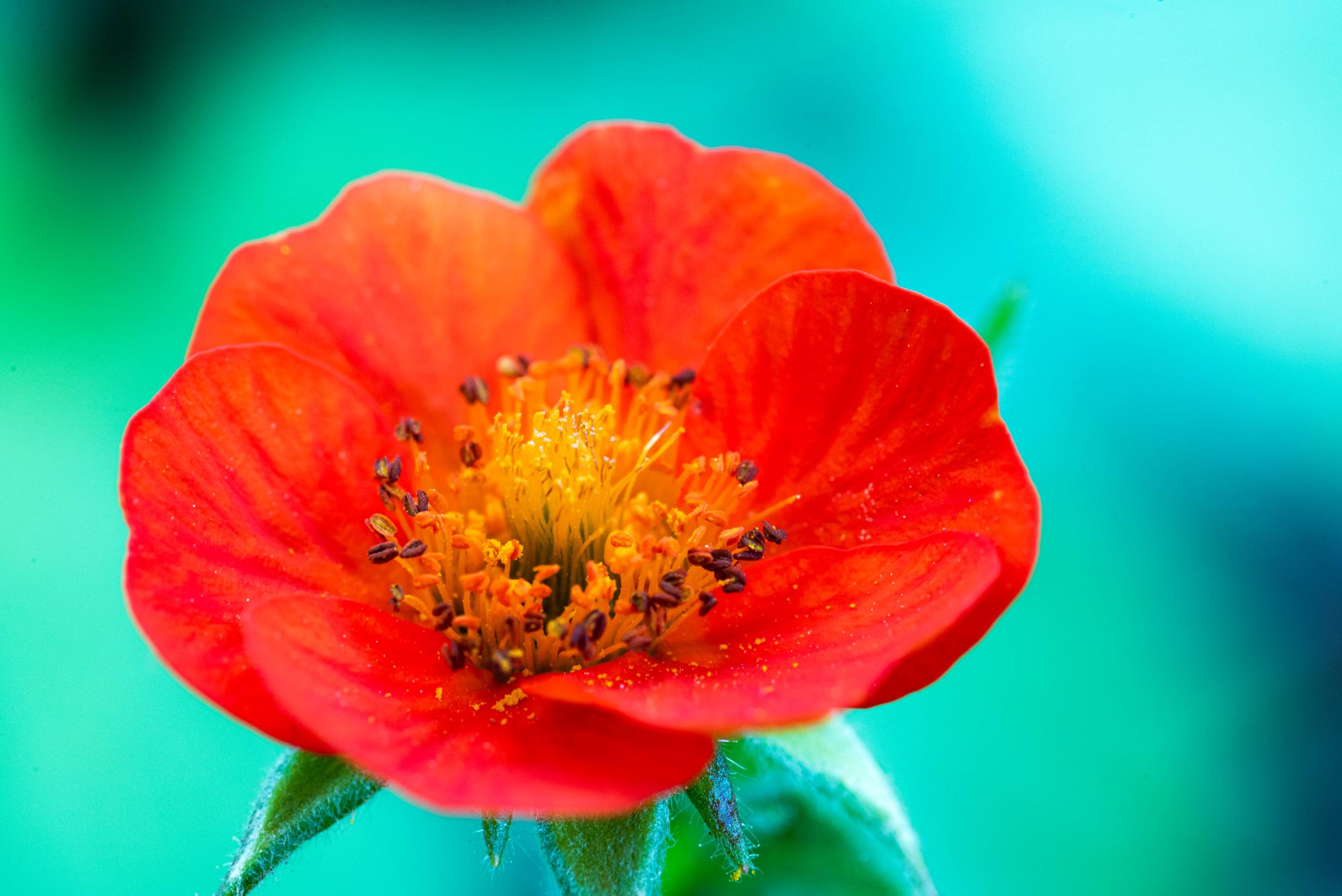 oranjerode geum