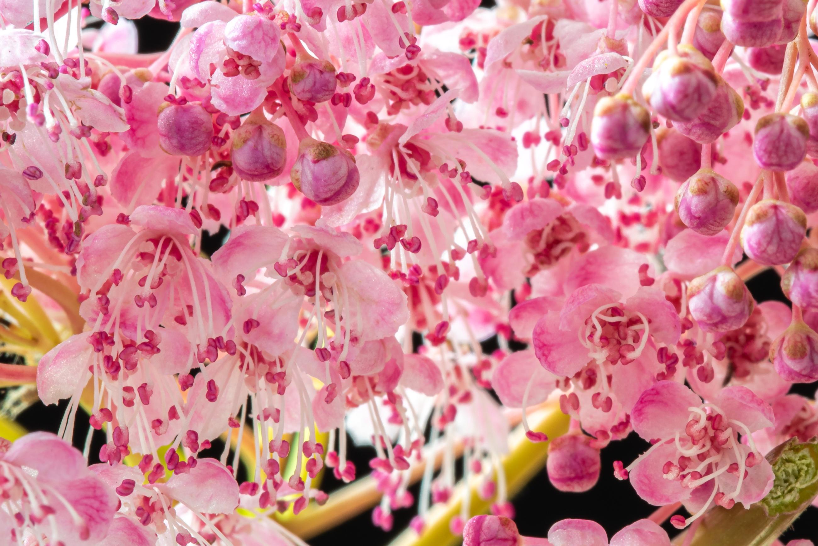 filipendula-bloem-detail