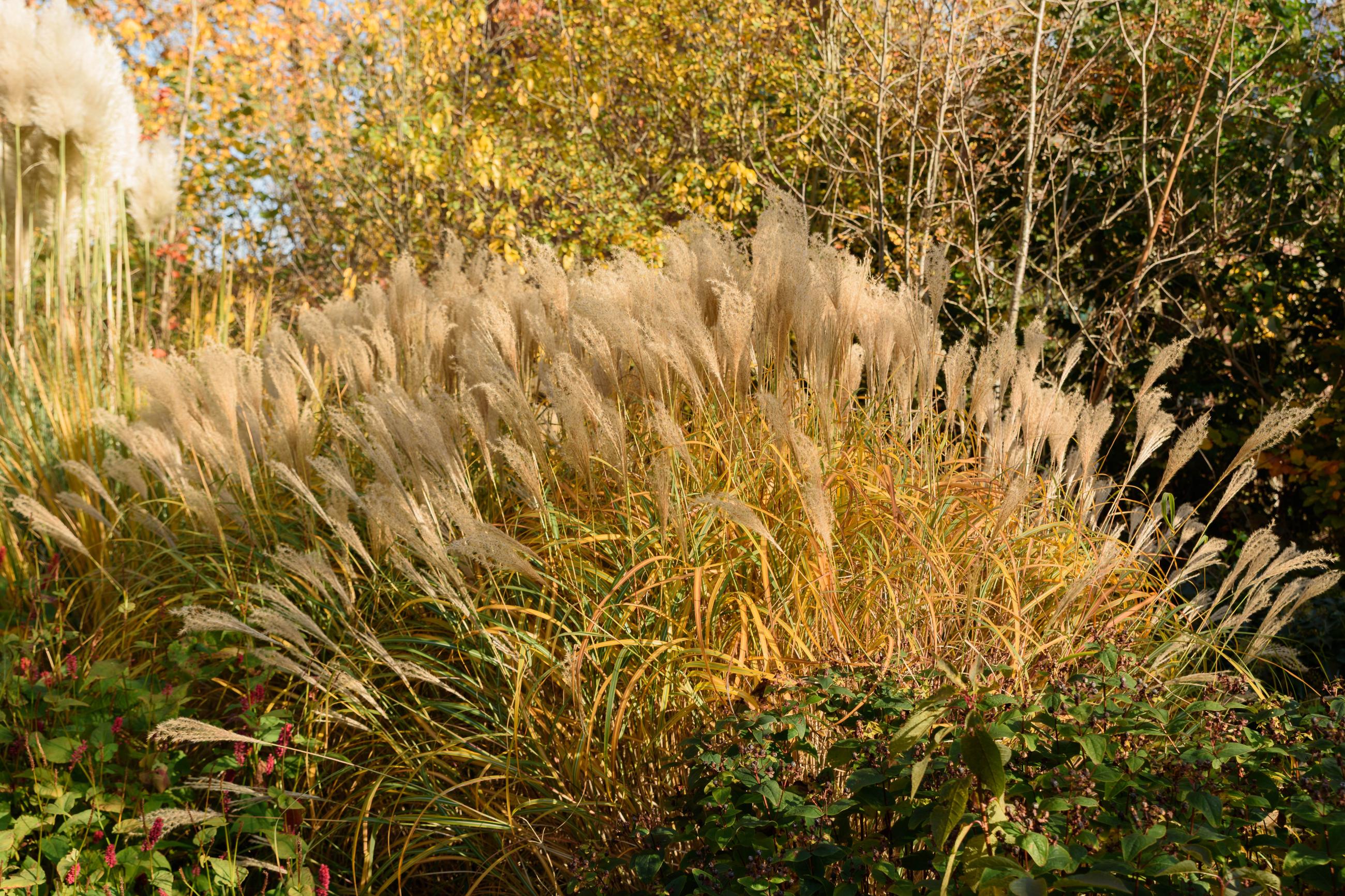 mischanthus herfst