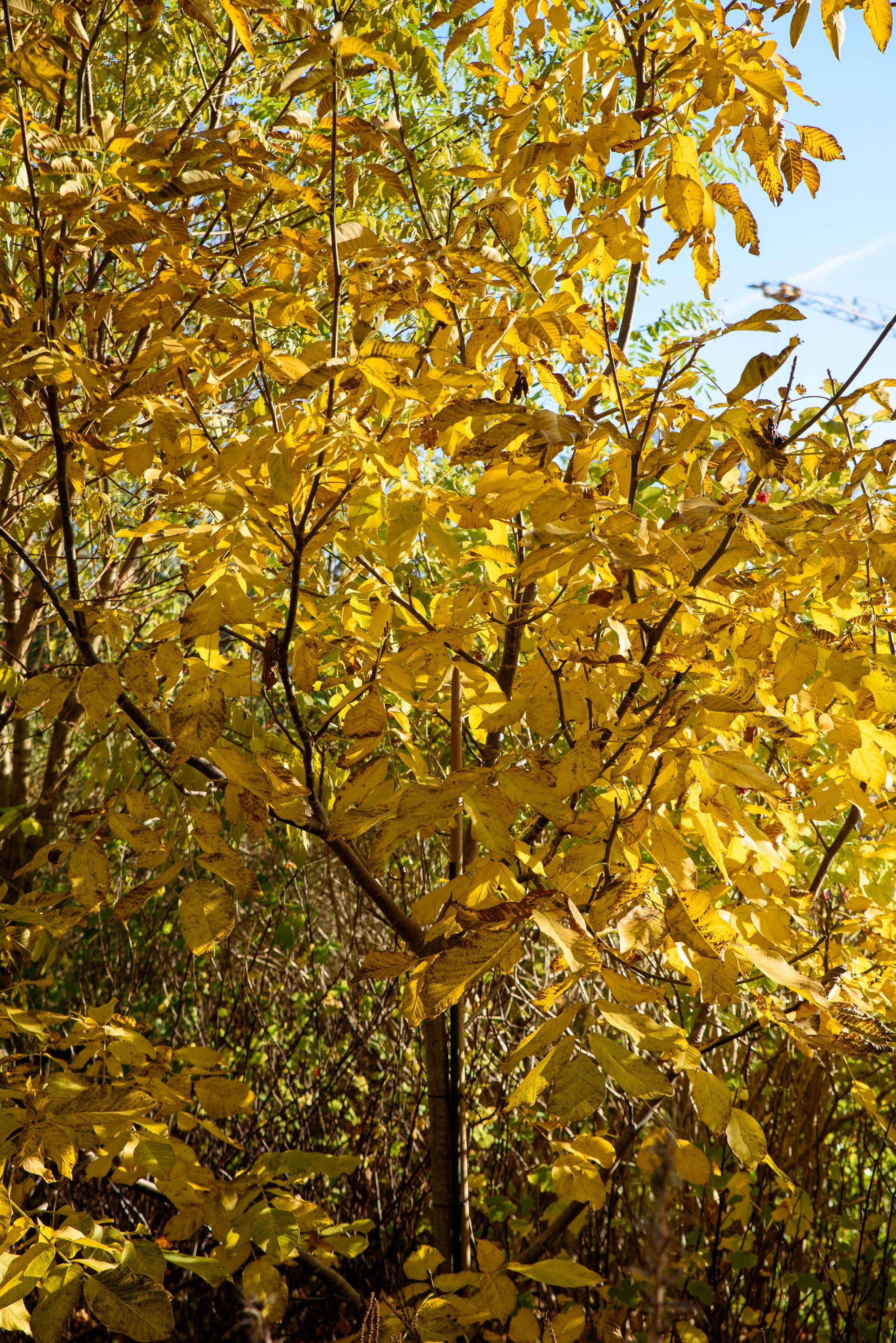 Walnoot in herfstkleuren