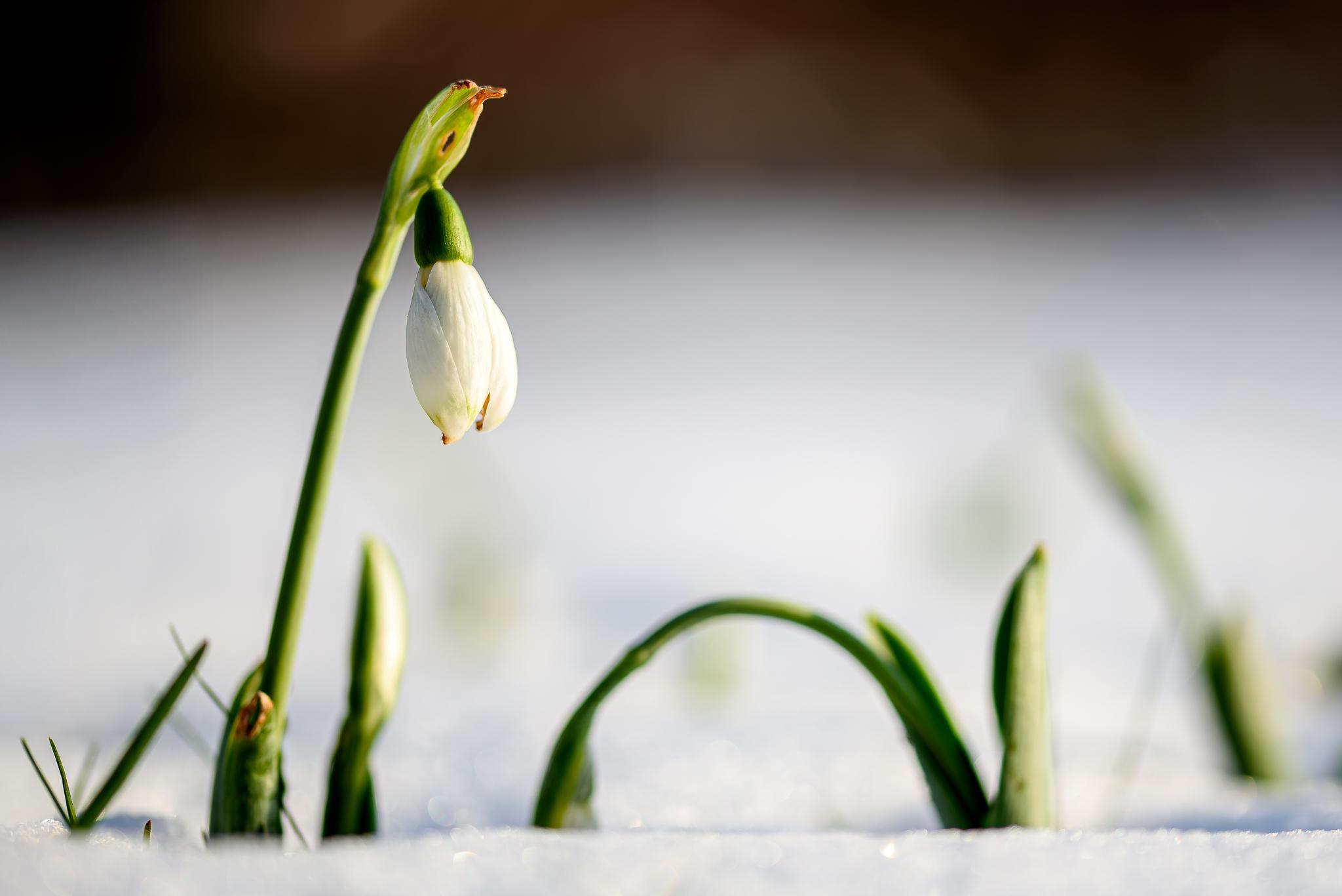 sneeuwklokje in de sneeuw