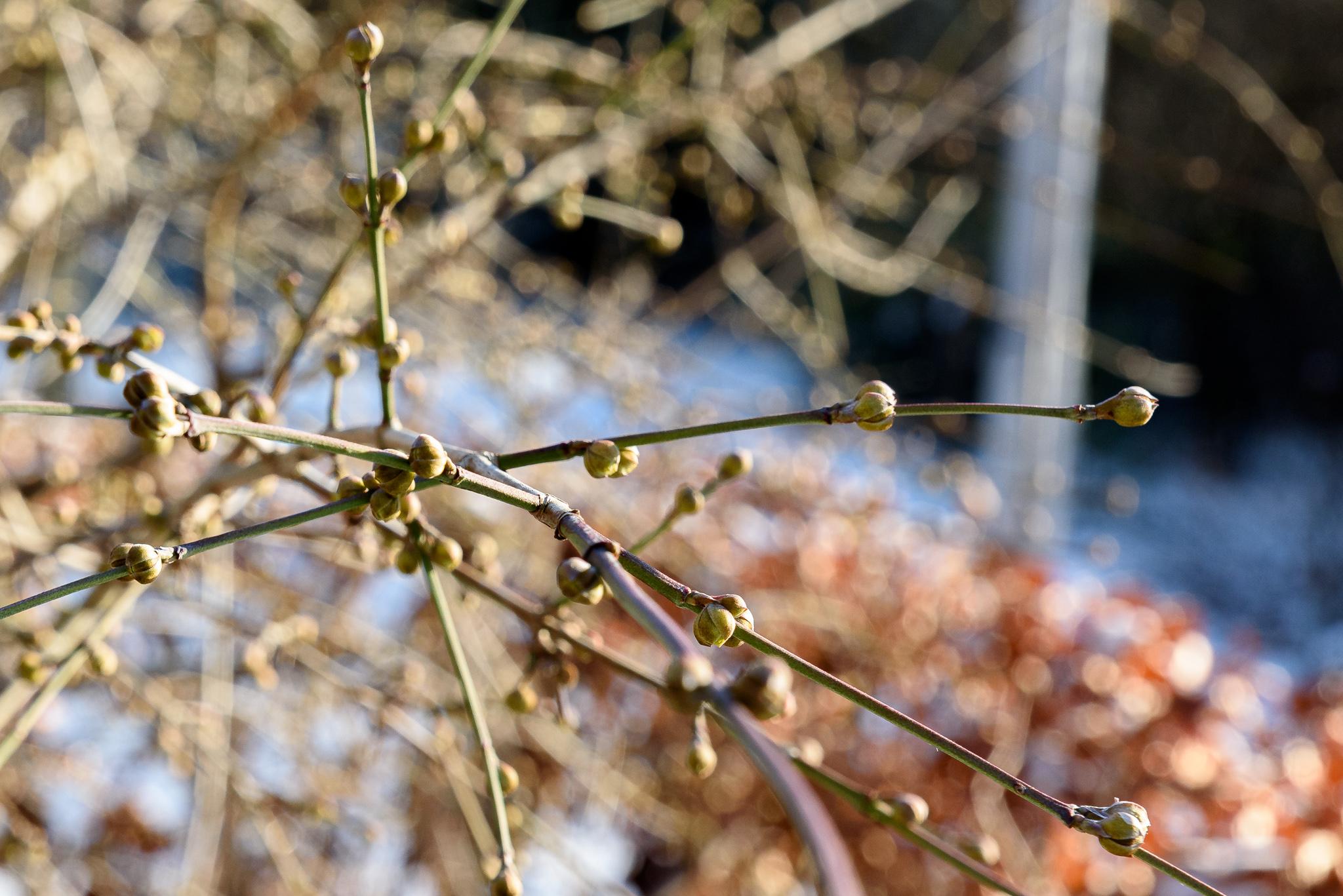 kornoelje januari 2025