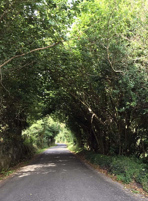 De weg heeft een tunnel van bomen