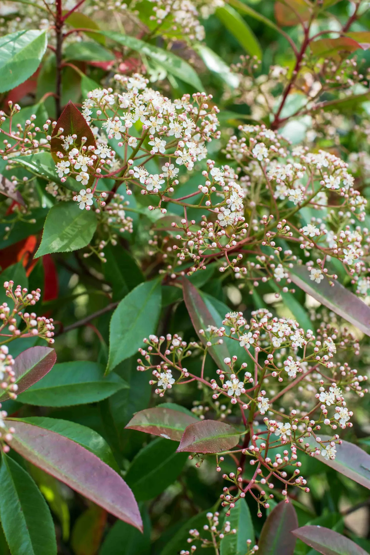 photinia heg