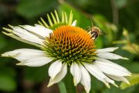 Echinacea purpura alba met bij en wat andere insecten