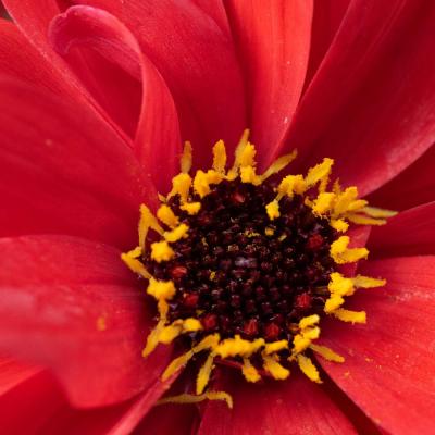 dahlia detail