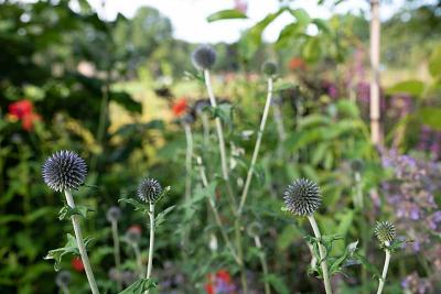 Echinops