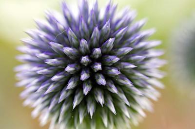 Echinops  close-up