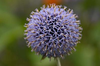 Echinops uitgebloeid