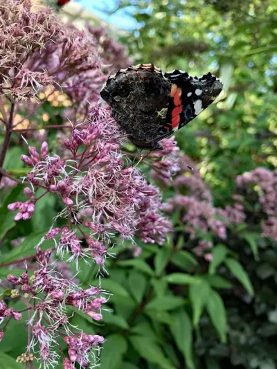 eupatorium met vlinder