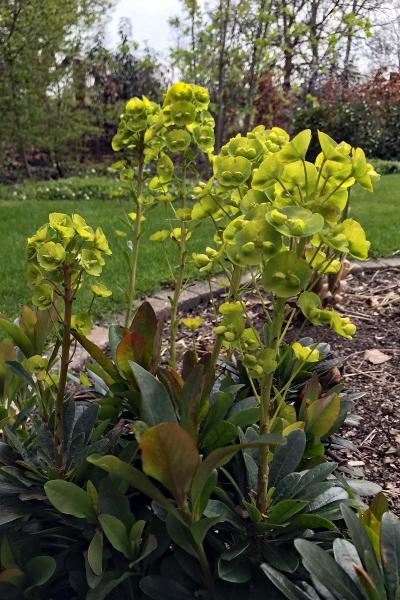 Euphorbia amygdaloides 'robbiae'