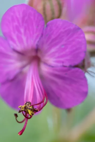 Geranium, stuifmeel