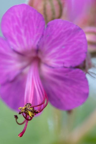 Geranium, stuifmeel