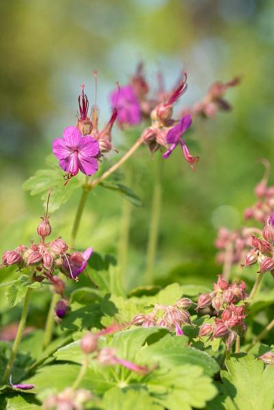 Geranium, roze