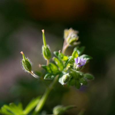 Geranium, close-up sterk