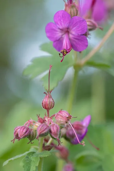 Geranium, close-up
