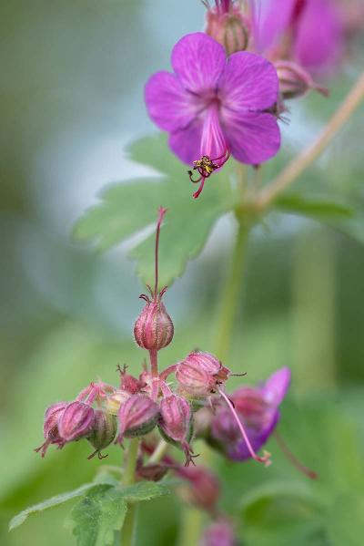 Geranium, close-up