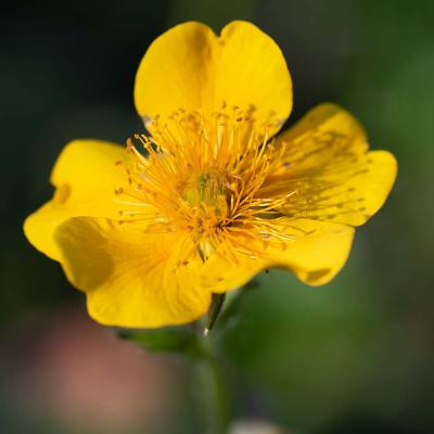 Geum montana 'Diana' detail