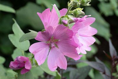 Lavatera 'blushing bride'