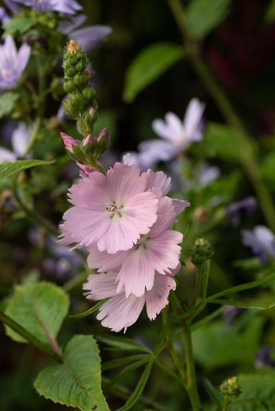 Lavatera 'blushing bride'