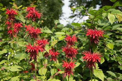 monarda rood 3