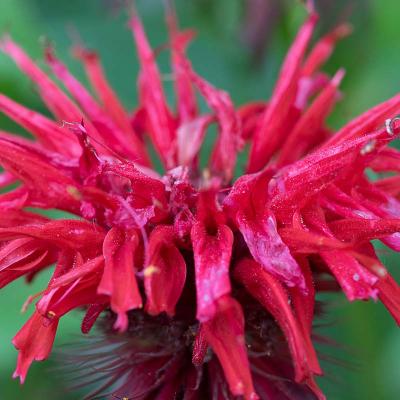 monarda rood detail