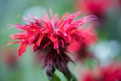 Monarda rood close-up