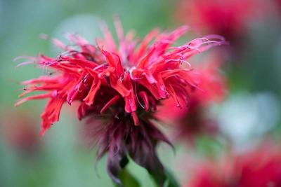 Monarda rood close-up