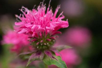 monarda roze close-up