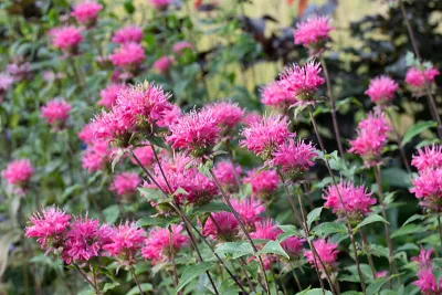 monarda roze bos