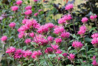 monarda roze bos