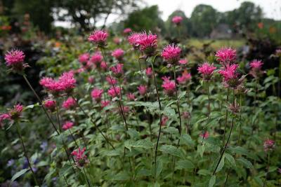 monarda roze in de tuin